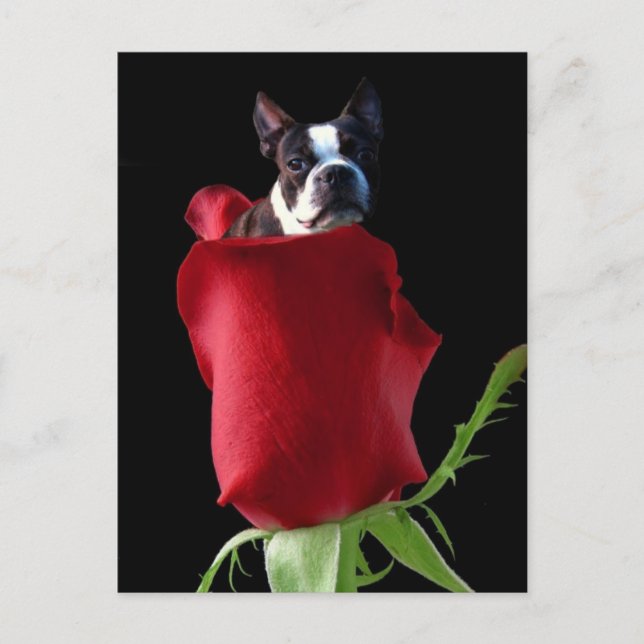 Red rose Boston Terrier postcard (Front)