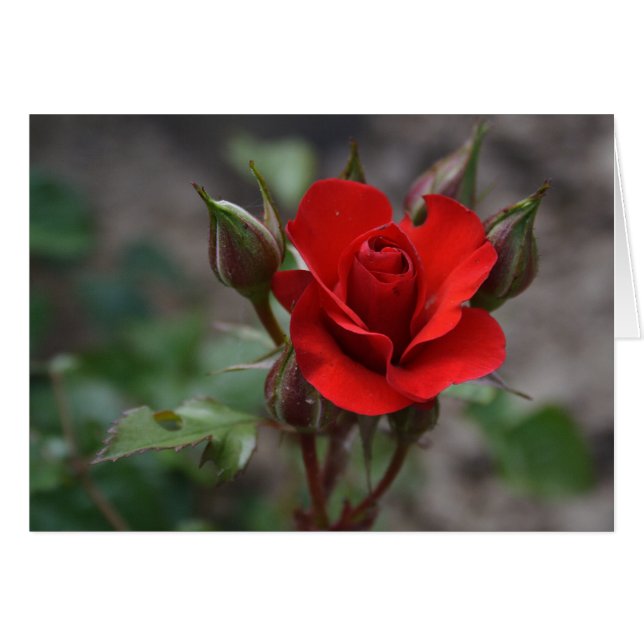 Red Rose Bud (Front Horizontal)