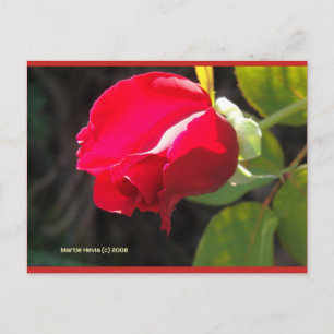 Red Rose Bud   Blue Beach Song™ Postcard