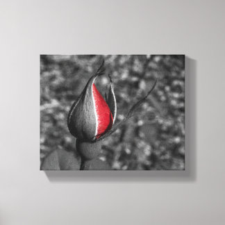 Red Rose Bud Canvas Print