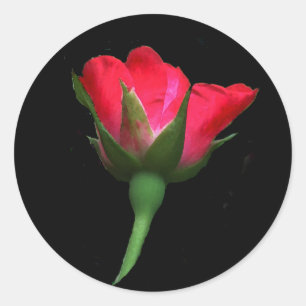 Red Rose Bud Classic Round Sticker