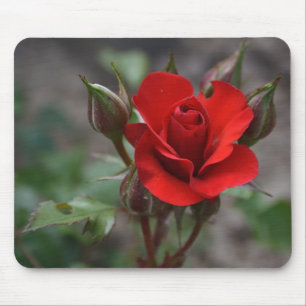 Red Rose Bud Mouse Pad