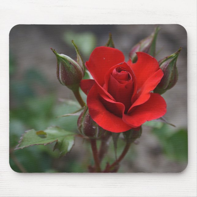 Red Rose Bud Mouse Pad (Front)