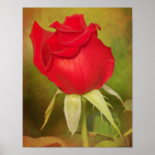 Red Rose Bud Photographic Art Print