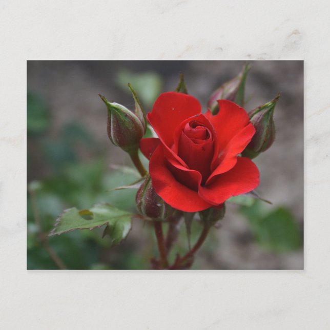 Red Rose Bud Postcard (Front)