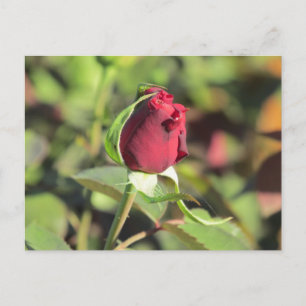 Red Rose Bud Postcard