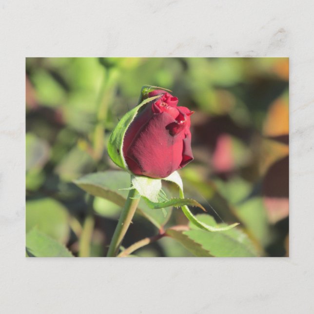 Red Rose Bud Postcard (Front)