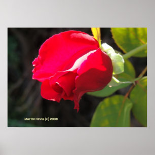 Red Rose Bud Poster