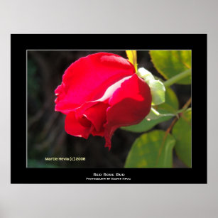 "Red Rose Bud" Poster