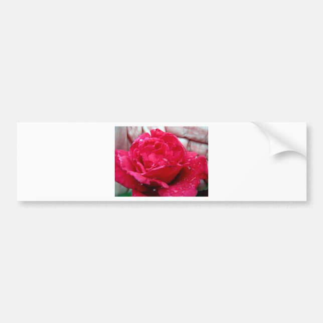 Red Rose Bumper Sticker (Front)