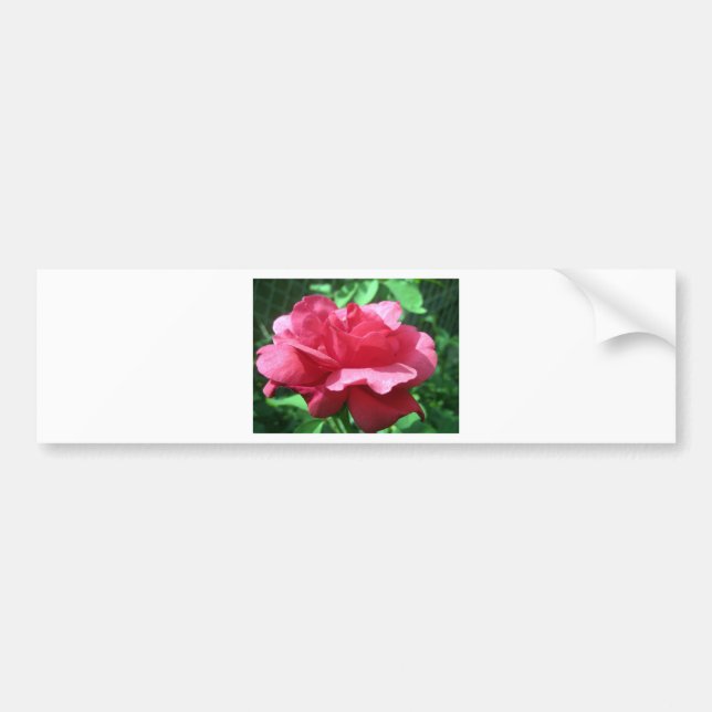 Red Rose Bumper Sticker (Front)