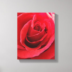 Red Rose Canvas Print