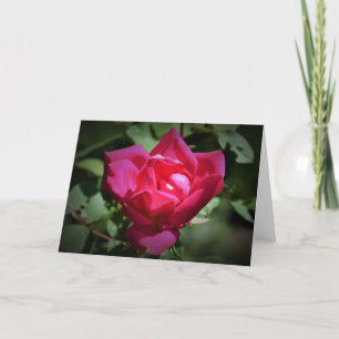 Red Rose, card