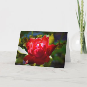 Red Rose, card