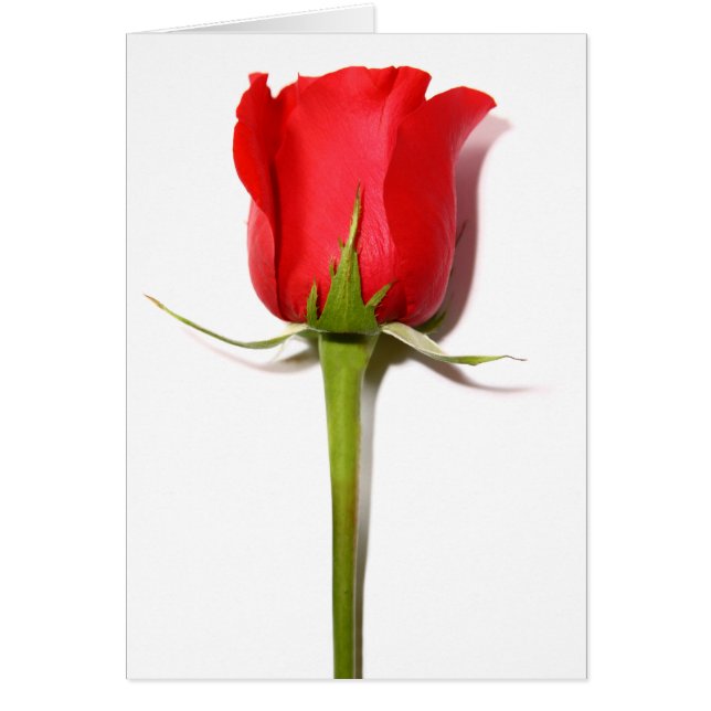Red Rose Card (Front)