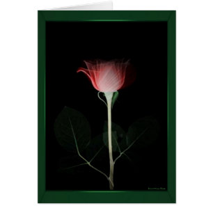 Red Rose Card