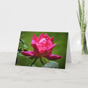 Red Rose, card