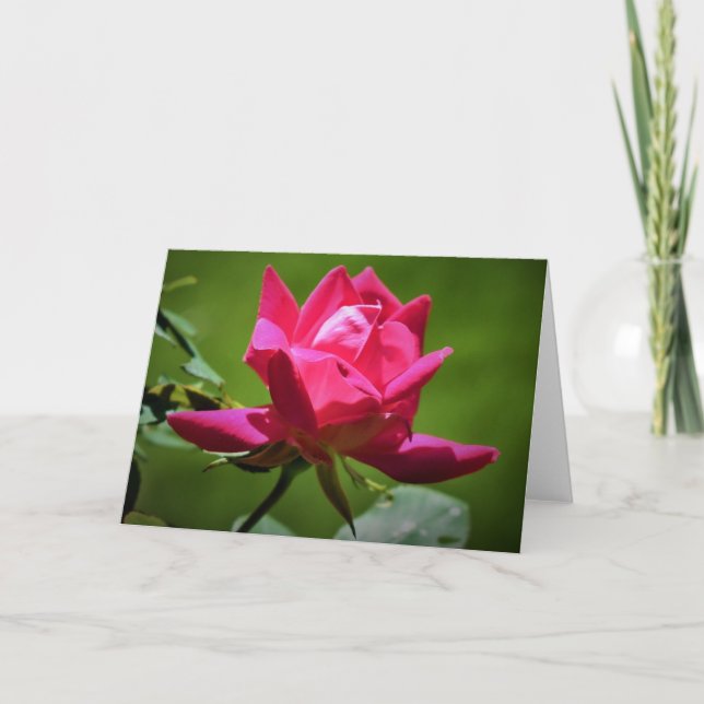 Red Rose, card (Front)