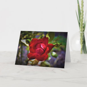 Red Rose, card