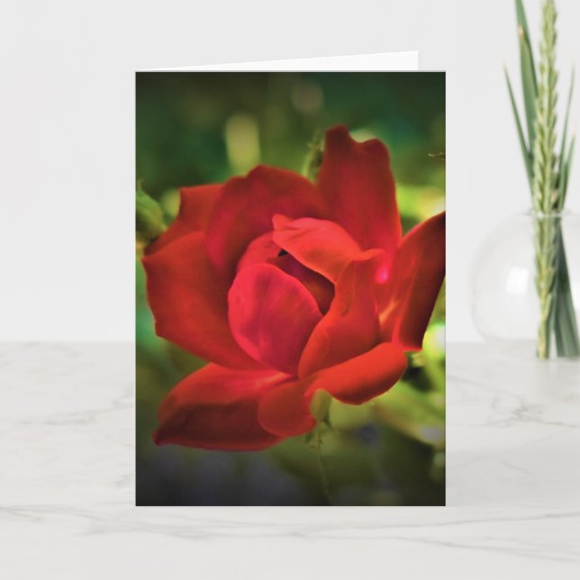 Red Rose, card (Front)