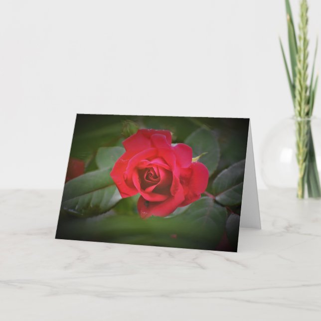 Red Rose, card (Front)