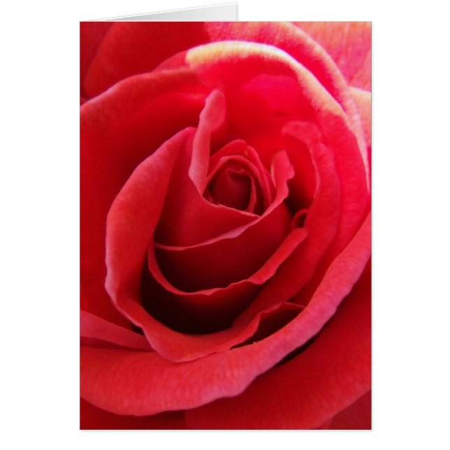 Red Rose Card (Front)