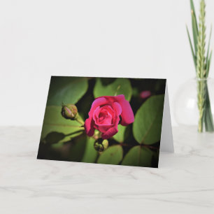 Red Rose, card