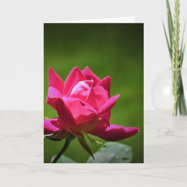 Red Rose, card (Front)