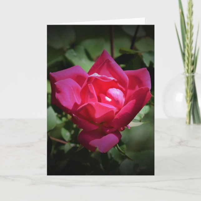 Red Rose, card (Front)