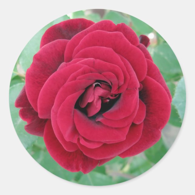 red rose classic round sticker (Front)
