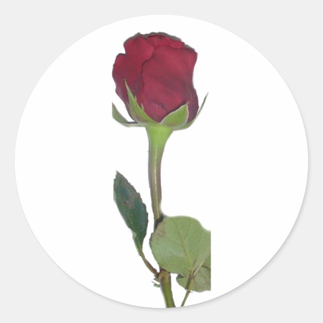 Red Rose Classic Round Sticker (Front)