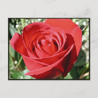 Red Rose Close Postcard