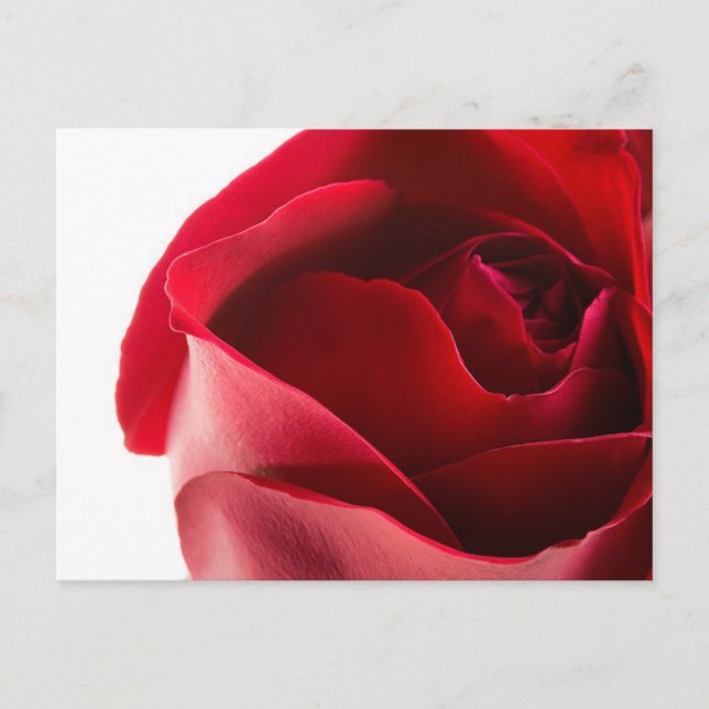 Red Rose Close-Up Postcard (Front)