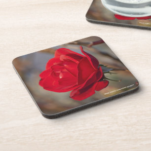 Red Rose Cork Coaster