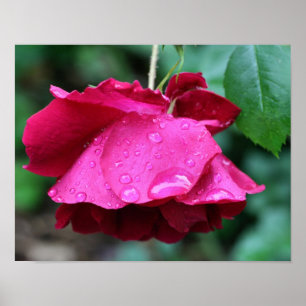 Red Rose Flower And Raindrops Poster
