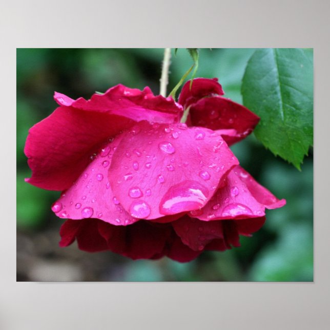 Red Rose Flower And Raindrops Poster (Front)