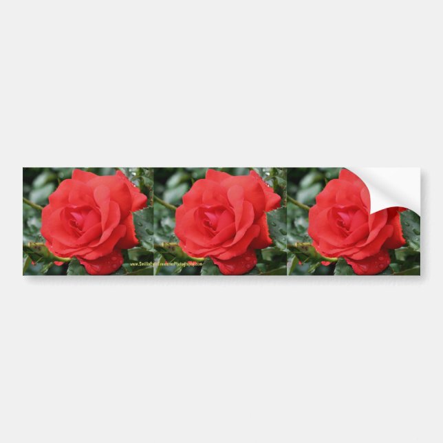 Red Rose Flower Bumper Sticker Car Art (Front)