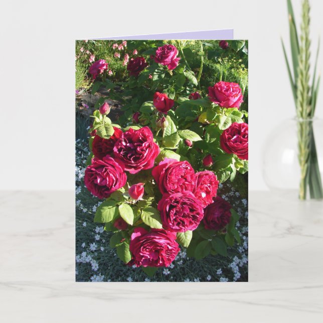 Red Rose Flower Floral Vintage Roses Card (Front)