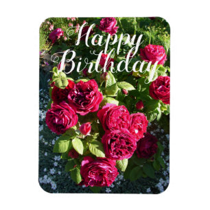 Red Rose Flower Garden floral Roses Birthday Card Magnet