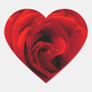 Red rose flower heart sticker