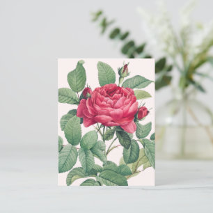 Red Rose Flowers with Green Leaves Postcard