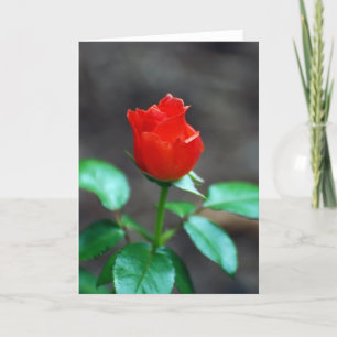 Red Rose greeting card blank inside