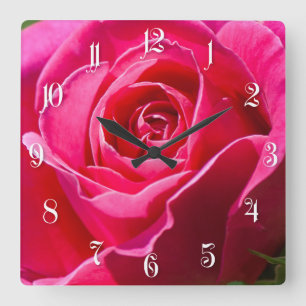 Red rose growing in a garden square wall clock
