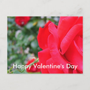 Red rose, happy valentine's day holiday postcard