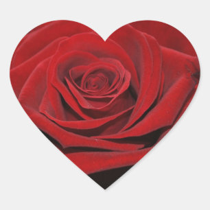 Red rose - heart - shaped sticker