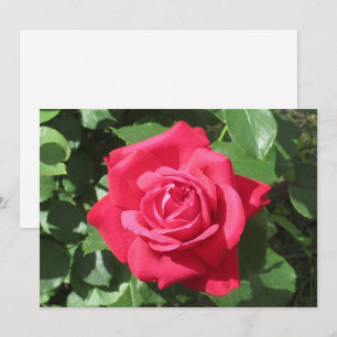 Red Rose Holiday Card