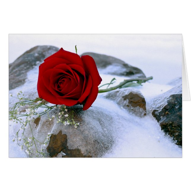 Red rose in he snow (Front Horizontal)