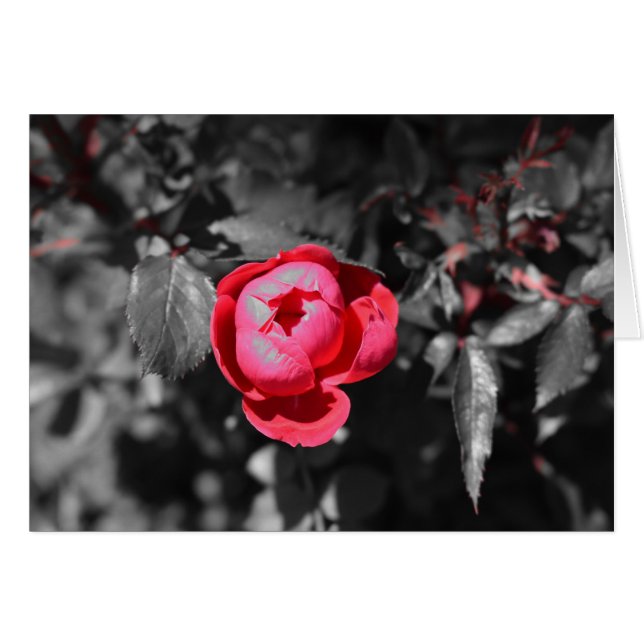Red Rose / Isolated Colour (Front Horizontal)