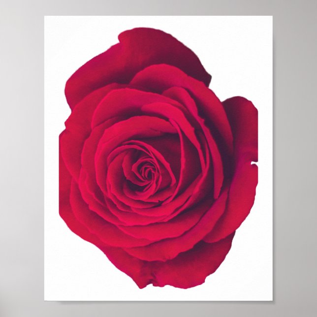 Red Rose Large Facing Left Poster (Front)