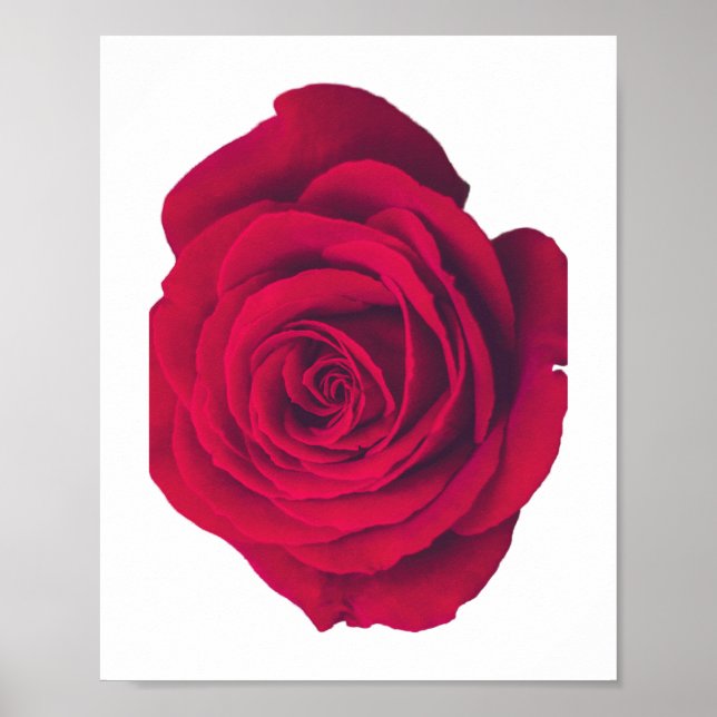 Red Rose Large Facing Left Poster (Front)